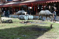 Buffalo as a sacrificial animals at Rambu Solok Ceremony, Palawa, Sadan, 2014-12