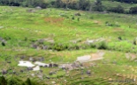 Batutumonga terrace rice fields